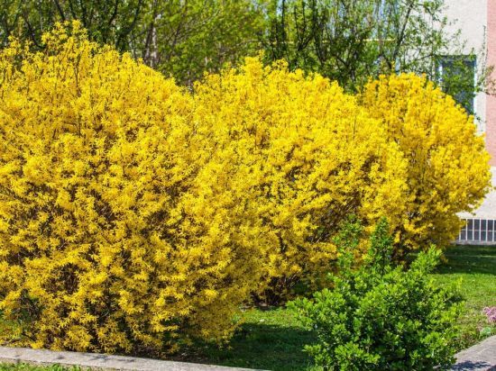 Як посадити форзицію з гілочки