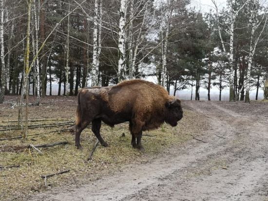 На Львівщині помітили зубра: тварина прогулялася біля Підгорецького замку (відео)