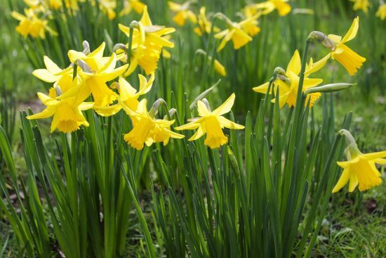 Березень тішить теплом: що буде далі з погодою