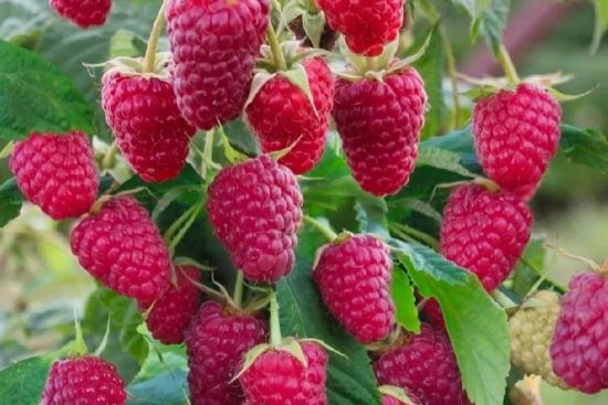 Лише 30 грамів цього добрива – і кущі ломитимуться від ягід, малина буде солодкою та великою