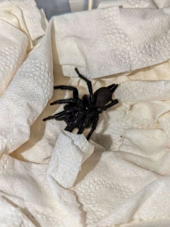 Разом із оливками: до Британії "зайцем" прибув гігантський отруйний павук
