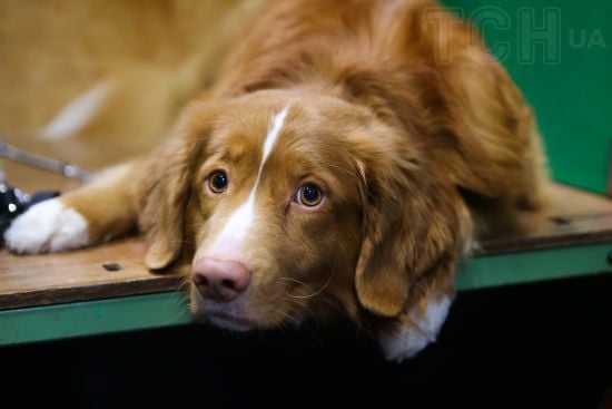 На Київщині жінка жорстоко побила собаку: поліція відкрила провадження