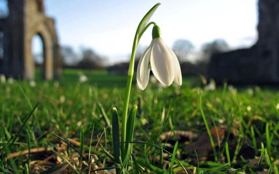 Як правильно – "підсніжник" чи "пролісок": яка вона, таємниця первоцвітів
