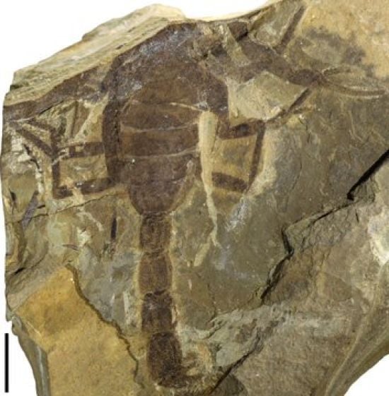 Знайдено рідкісну скам'янілість отруйного скорпіона віком 125 мільйонів років – фото Знайдено рідкісну скам'янілість отруйного скорпіона віком 125 мільйонів років – фото