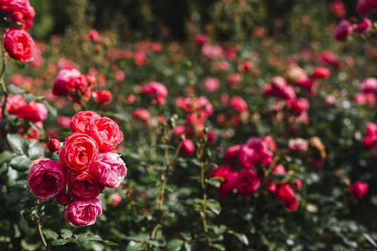 Сусідство з якими рослинами згубить троянди: їх не можна садити поруч