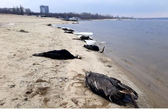 У Запоріжжі на пляжі знайшли купу мертвих бакланів: чи несуть вони загрозу мешканцям