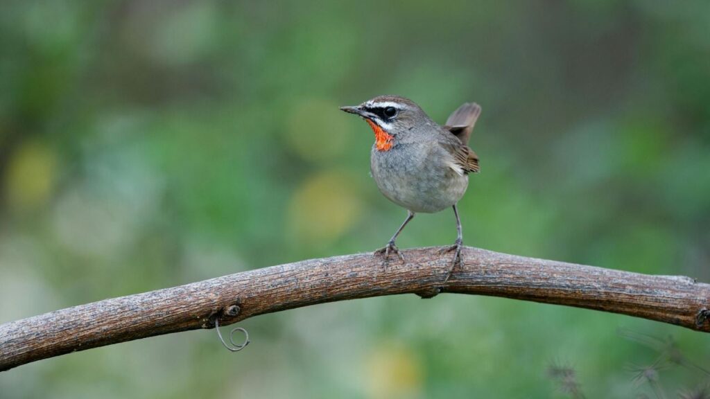 Яке свято 22 березня 2025 та про що просять Василя Теплого Яке свято 22 березня 2025 та про що просять Василя Теплого