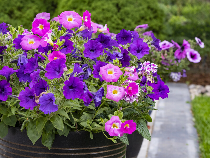 Розчиніть цей аптечний препарат за 15 грн – і петунії рясно зацвітуть. Порада, перевірена роками