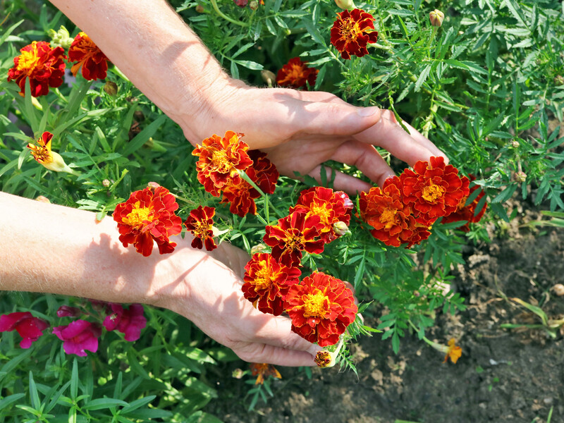 Посадіть чорнобривці поряд із цими культурами, щоб поліпшити їхню якість та урожай
