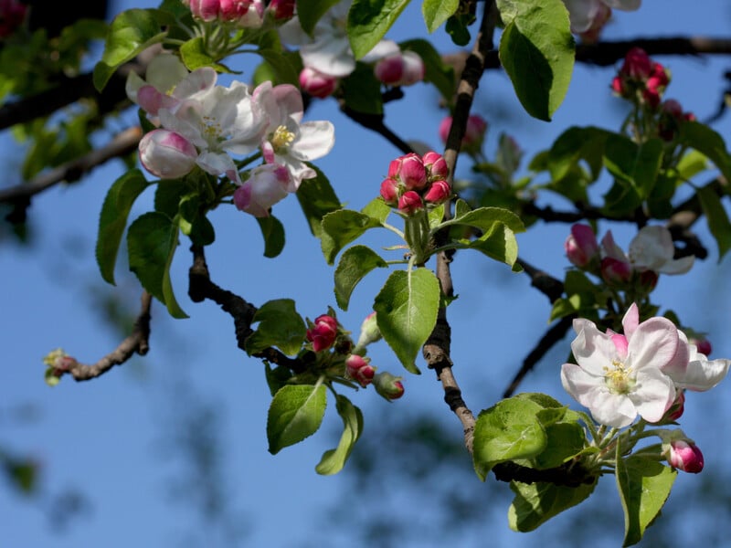 Обробіть сад у період цвітіння цим безпечним для бджіл препаратом, щоб захистити врожай від квіткоїда