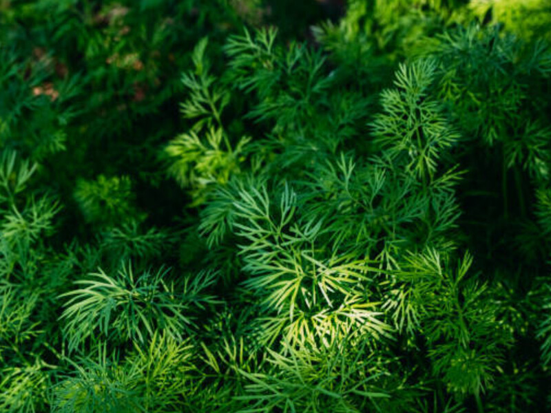 Щоб духмяний кріп зійшов пишною щіткою, замочить насіння на дві години у цій гарячій рідині