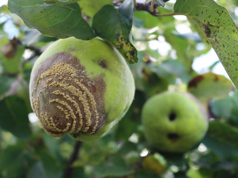 Уникайте цього, щоб не створювати доступ інфекціям. Назвали важливий етап профілактики моніліозу