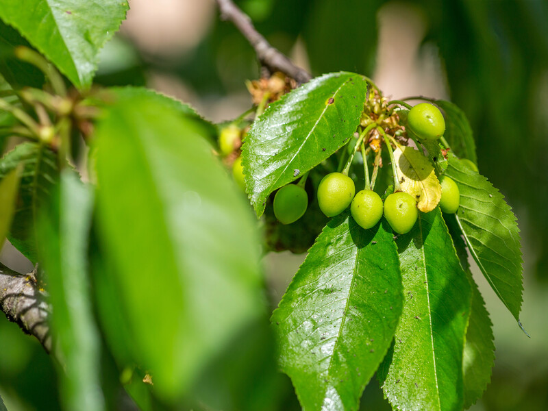 Обробіть черешню після цвітіння цим препаратом, щоб захистити врожай від хвороб і шкідників