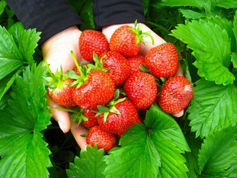 Внесіть це на грядку з полуницею в період її цвітіння, щоб отримати гарний урожай