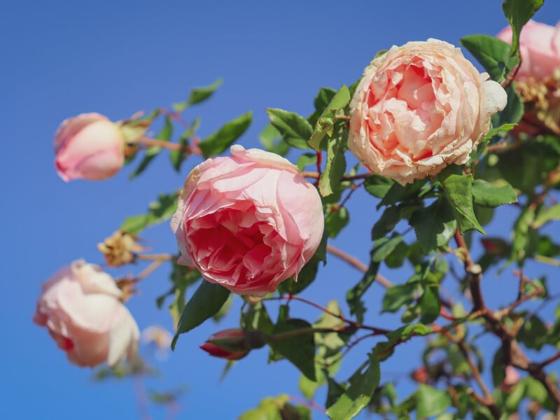 Полийте цим кущі навесні – і троянди почнуть активно цвісти. Рецепт натурального підживлення без хімії Полийте цим кущі навесні – і троянди почнуть активно цвісти. Рецепт натурального підживлення без хімії