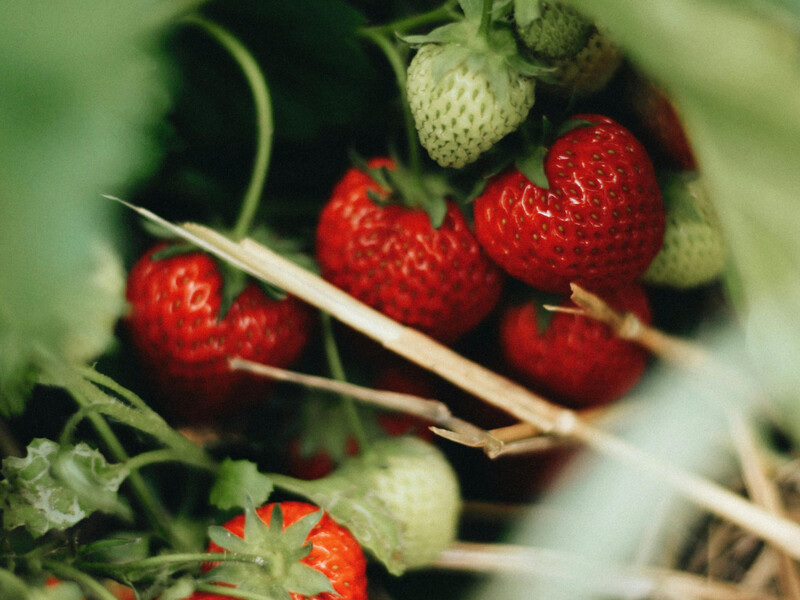 Чим підживити кущ під час цвітіння? Пів чайної ложки цього – і полуниця дасть солодкі, соковиті ягоди