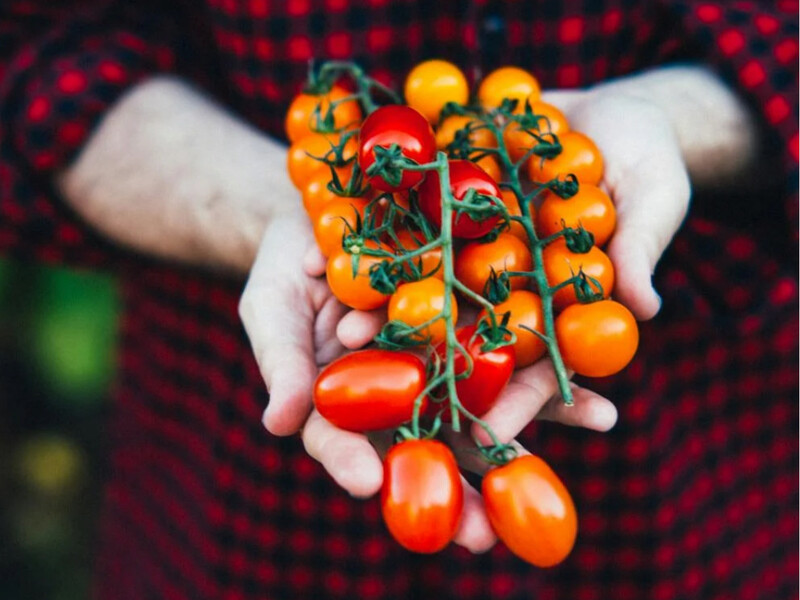 Чому підживлення томатів у регіонах України має бути різним: важливі нюанси для врожаю