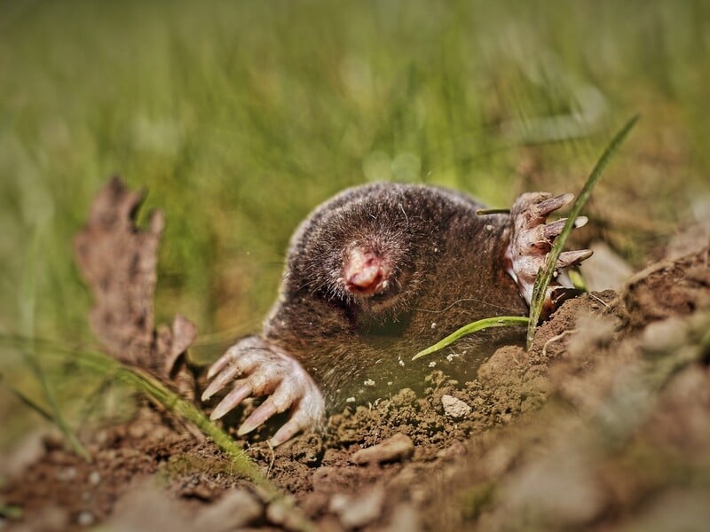 Встановіть це на городі, щоб кроти не змогли пошкодити врожай