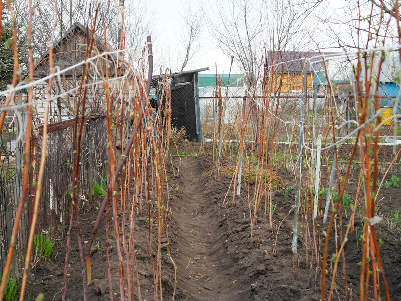 Зробіть це у квітні – і зберете два щедрі врожаї малини за сезон