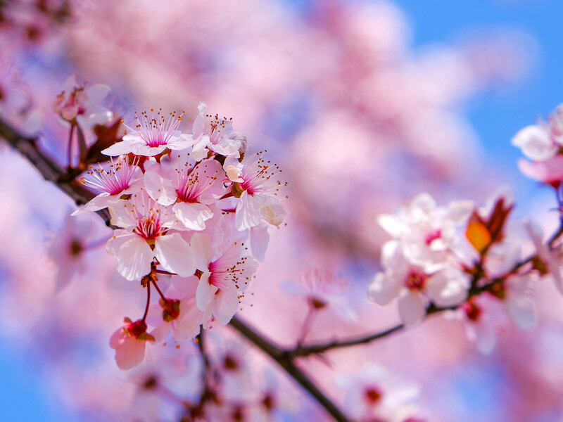 Як вибрати здоровий саджанець: п'ять головних ознак дерева, яке дасть багатий урожай