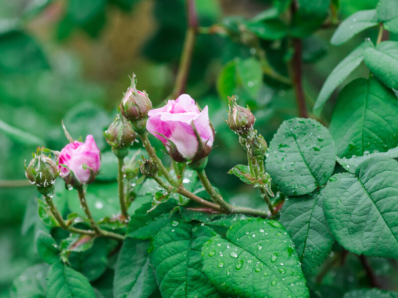 Уранці обробіть цим троянди, щоб попелиця не знищила всі кущі. Ефективні поради, про які мало хто знає