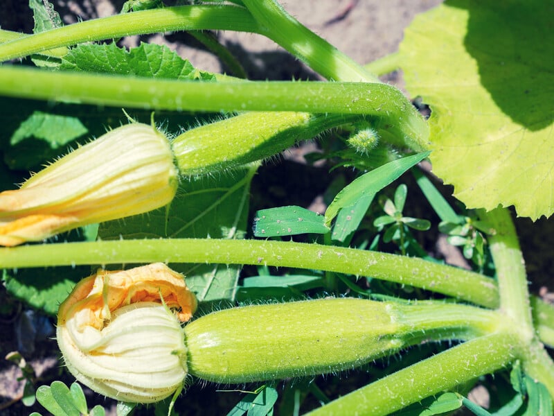 Це весняне підживлення дає кабачкам усе потрібне. Рецепти добрив із точними пропорціями