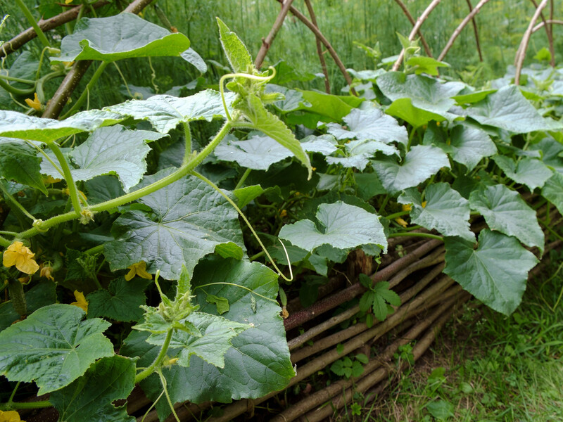 Розведіть це у воді – й огірки ростимуть утричі швидше. Рецепт простого, але ефективного підживлення