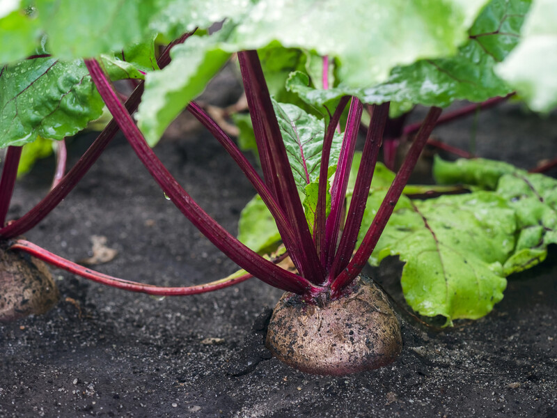 Замочіть у цьому насіння – і буряк зійде вже на другий день. Городник розповів про тонкощі посіву