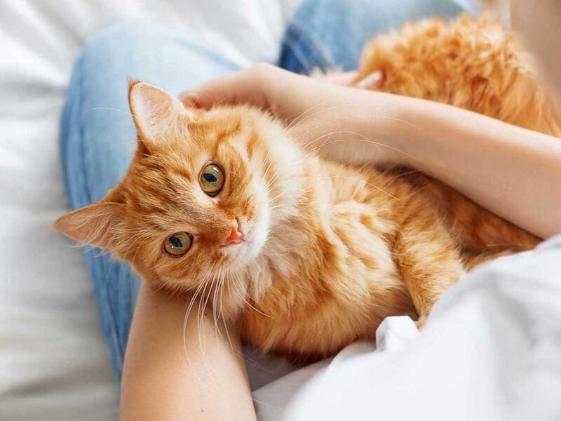 Зробіть це вдень – і кіт не будитиме вас о п'ятій ранку своїми іграми. Поради ветеринарів