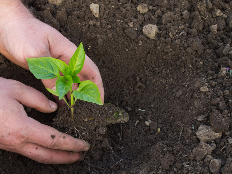 Через цю помилку розсада перцю зупиняється в рості: як пікірувати правильно