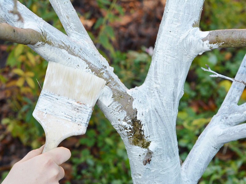 Змішайте крейду з водою в цих пропорціях – і вийде ефективна побілка для саду
