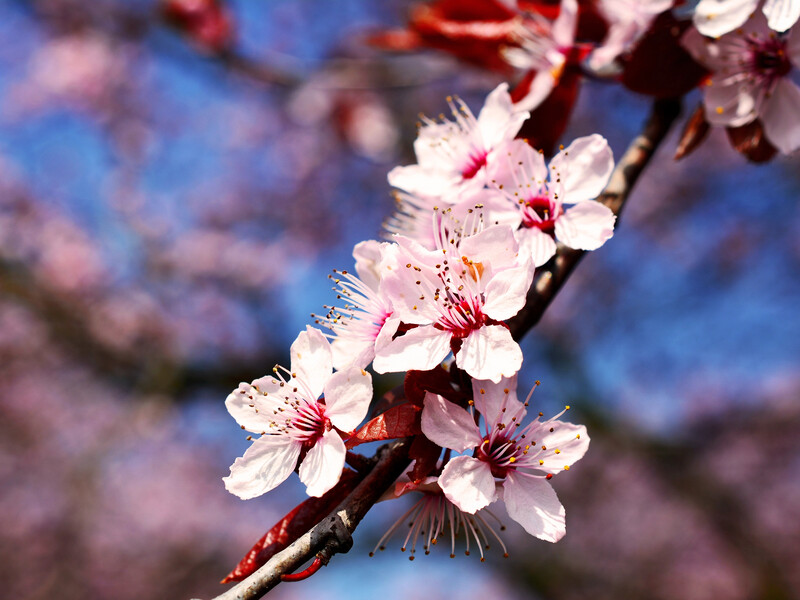 Як визначити: це моніліоз абрикосів чи підмерзання? Помилка в діагнозі може коштувати вам урожаю