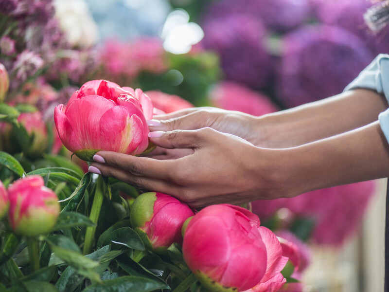 Ви робили це з молодими півоніями, а тепер вони не ростуть. Як вирішити проблему – розповіла експертка