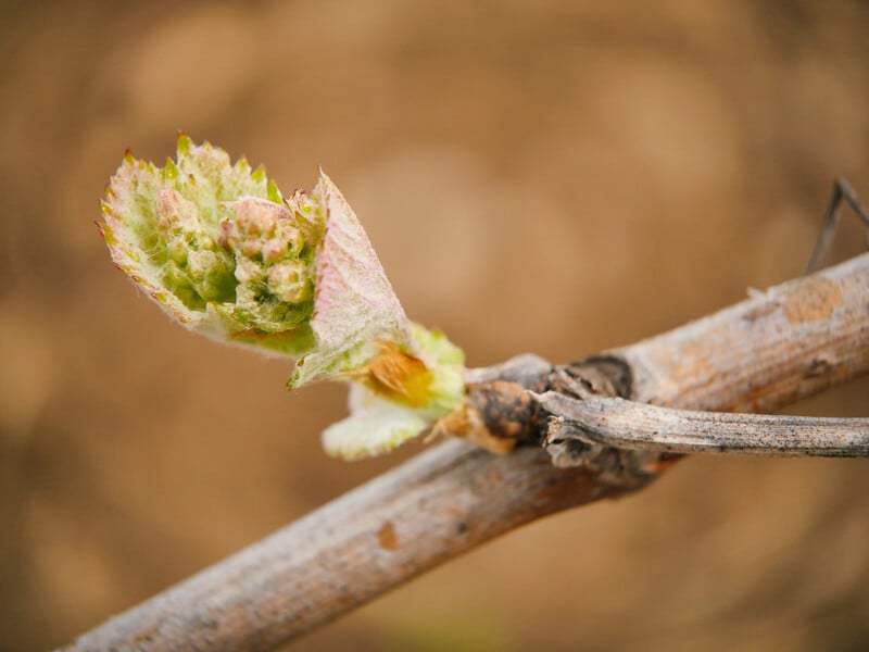 У квітні обробіть цим виноград – і зберете щедрий урожай. Розчин для захисту від борошнистої роси