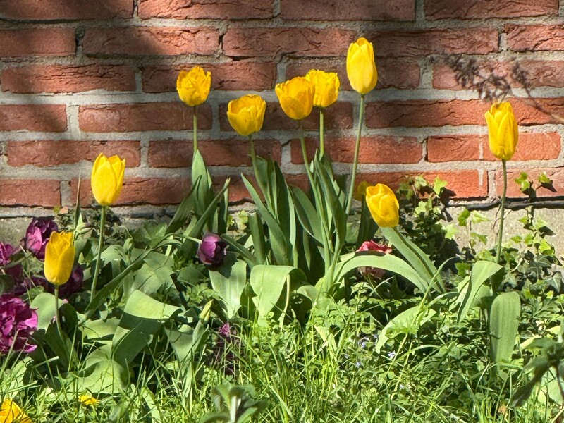 Квітникарка пояснила, навіщо після завершення цвітіння тюльпанів потрібно зрізати квітконоси