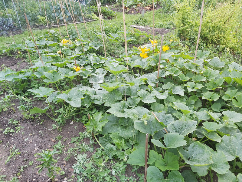 Розчиніть у воді цей копійчаний аптечний препарат – і рослини на городі активно підуть у ріст Розчиніть у воді цей копійчаний аптечний препарат – і рослини на городі активно підуть у ріст