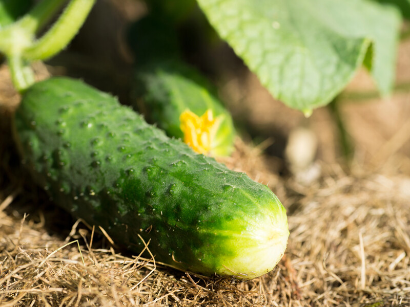 "Огірки будуть соковитими й солодкими, як мед". Городники пояснили, як не виростити гірких огірків