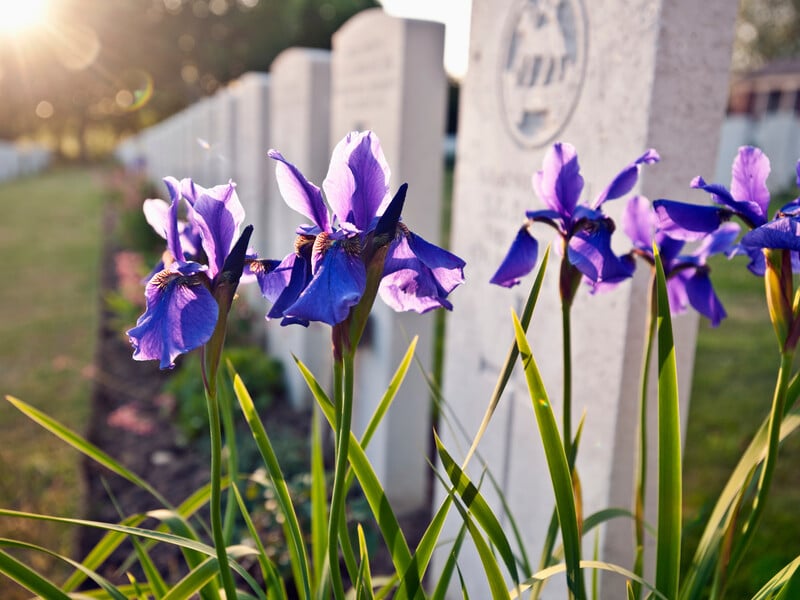 Що посадити на могилі, щоб клумба мала гарний і охайний вигляд. Рослини, які не потребують догляду