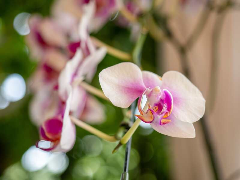 Не вкорочуйте квітконосів орхідей упродовж цього часу. Порада для тривалого цвітіння фаленопсису