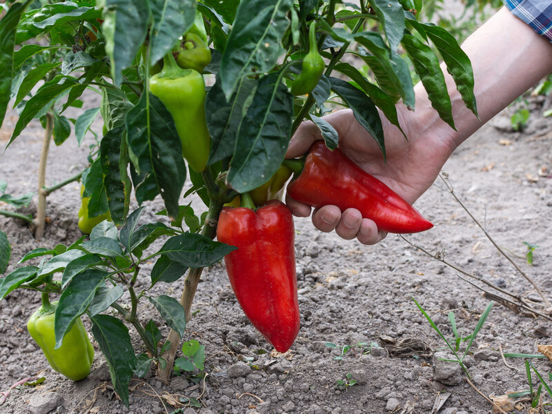 Це весняне підживлення допоможе виростити великий і м'ясистий перець
