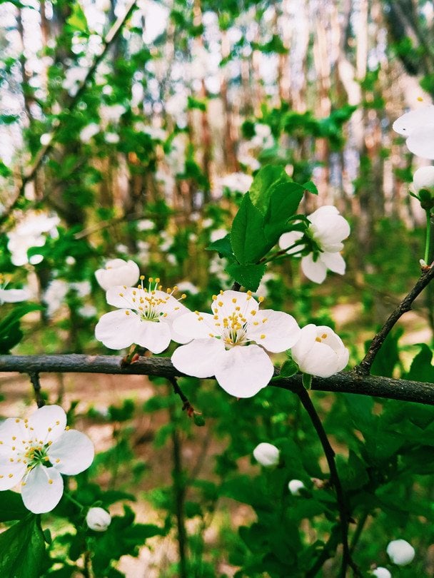 День ангела 21 квітня: кого та як вітати з іменинами