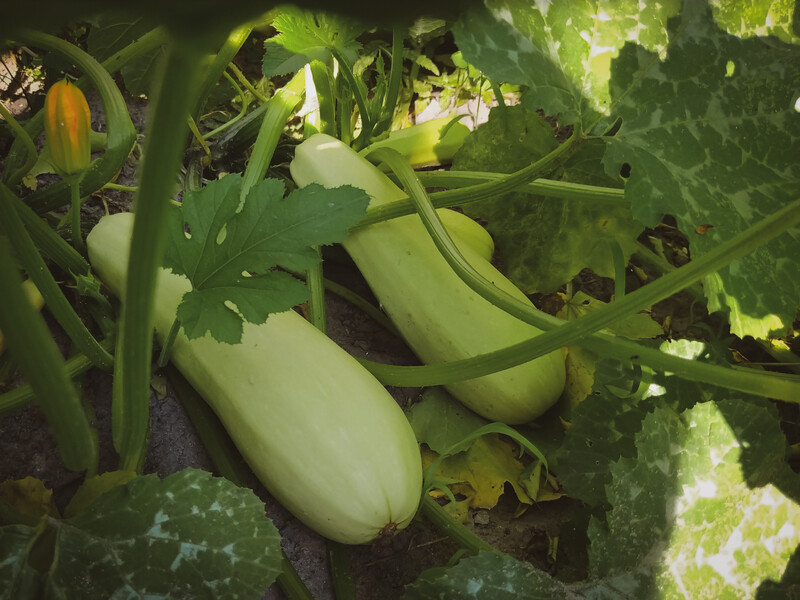Посадіть це біля кабачків – і зберете рекордний урожай смачних овочів. Поради досвідчених дачників