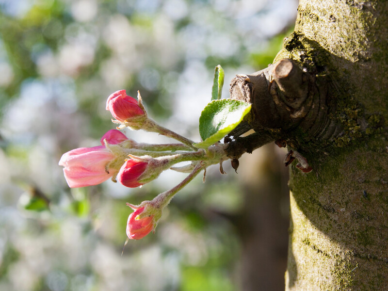 Обробіть цим сад по рожевому бутону проти парші й борошнистої роси. Садівник назвав ефективний препарат