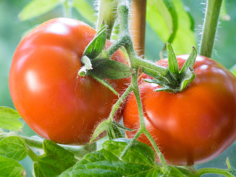 Полийте томати після садіння цим, щоб зібрати рекордний урожай