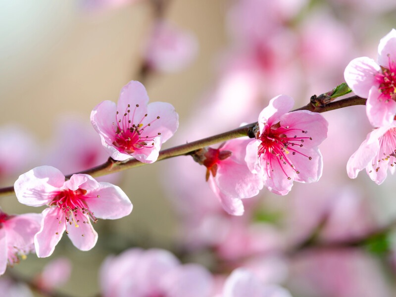 Не витрачайте зайвих коштів і сил. Шпаргалка, за якої температури діють препарати для оброблення