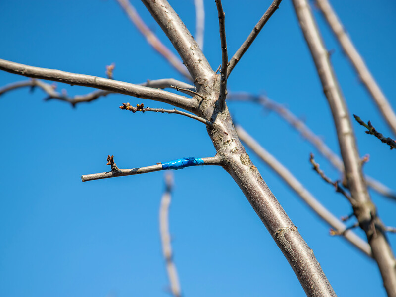 Хочете прищепити улюблений сорт або кілька на одному дереві – навчіться робити щеплення без помилок