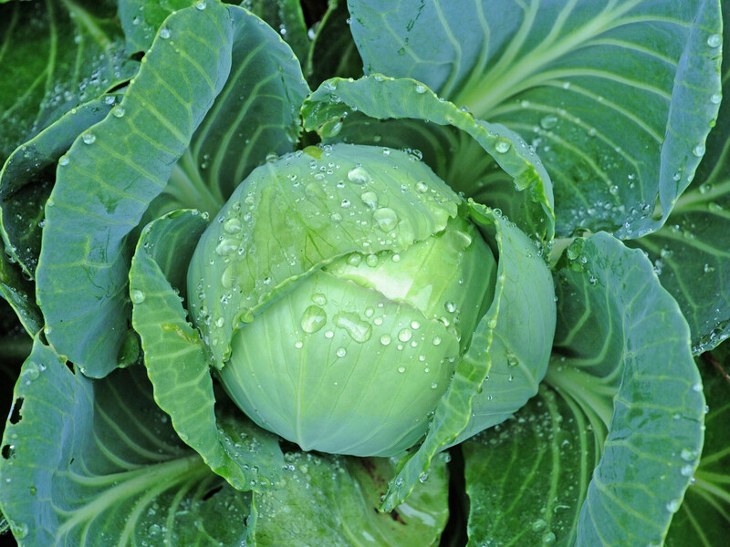 Ці сорти білокачанної та цвітної капусти дадуть урожай, навіть якщо літо буде примхливим