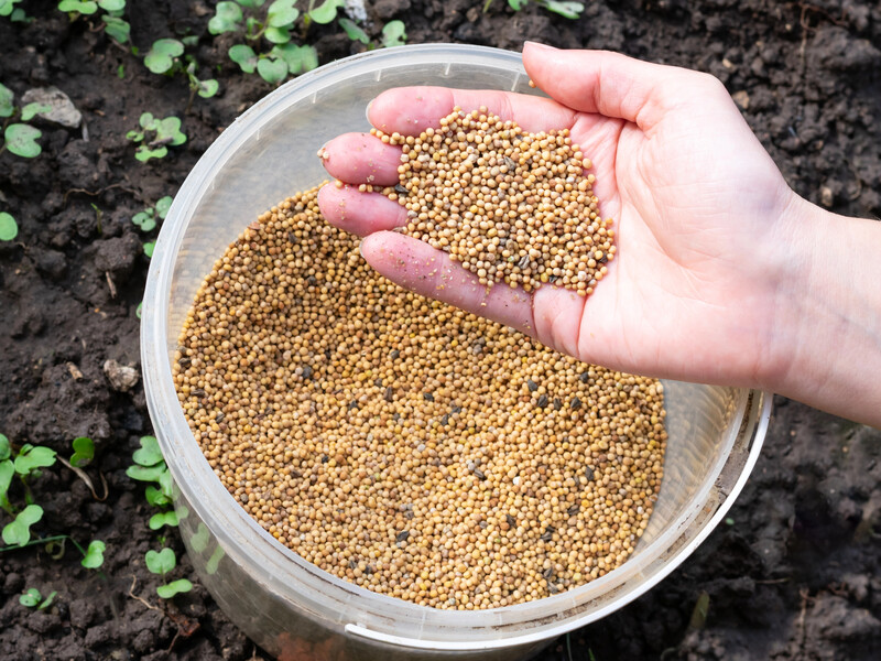 "Збагачує землю азотом і фосфором". Назвали натуральне добриво – сидерат, який варто посіяти на городі