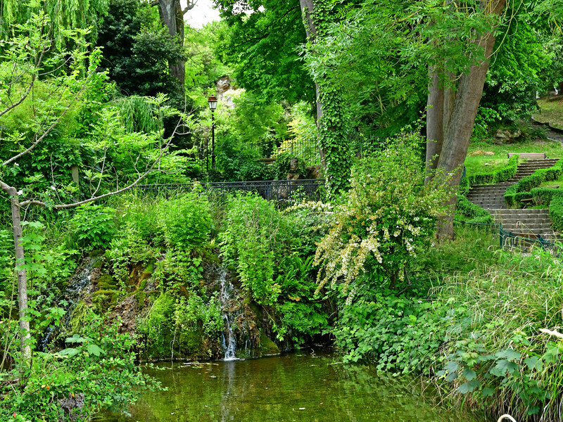 Висаджуєте дерева біля водойми? Дізнайтеся, які види укріплять берег найкраще