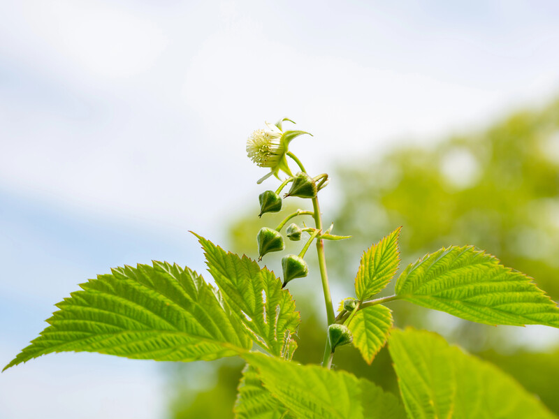 Не вносьте цього добрива під кущі малини, інакше ягоди будуть дрібними й кислими. Поради городників